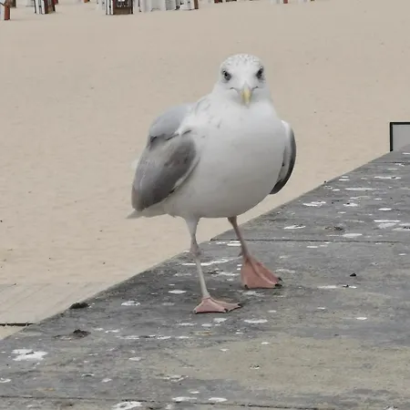 Diva Prywatny Z Tarasem * Kołobrzeg