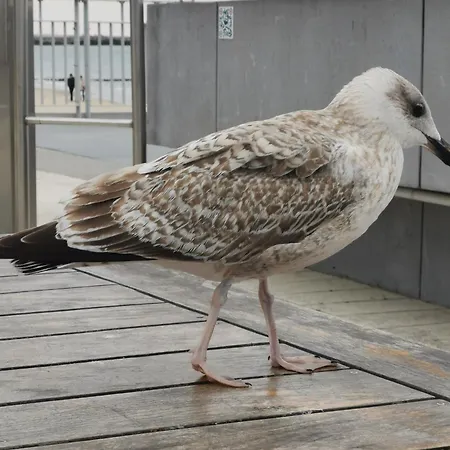 Diva Prywatny Z Tarasem Lägenhet *