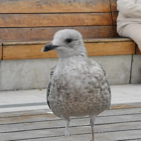 Appartamento Diva Prywatny Z Tarasem *