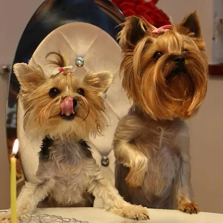 Lägenhet Diva Prywatny Z Tarasem *