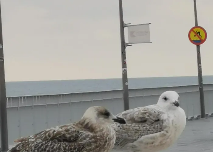 Diva Prywatny Z Tarasem * Kołobrzeg