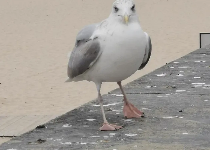 Diva Prywatny Z Tarasem * Kołobrzeg