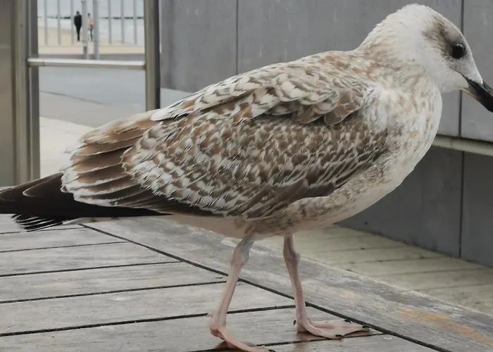 Diva Prywatny Z Tarasem Appartement *