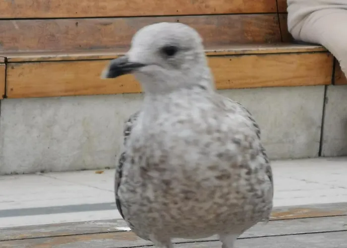 Appartement Diva Prywatny Z Tarasem *