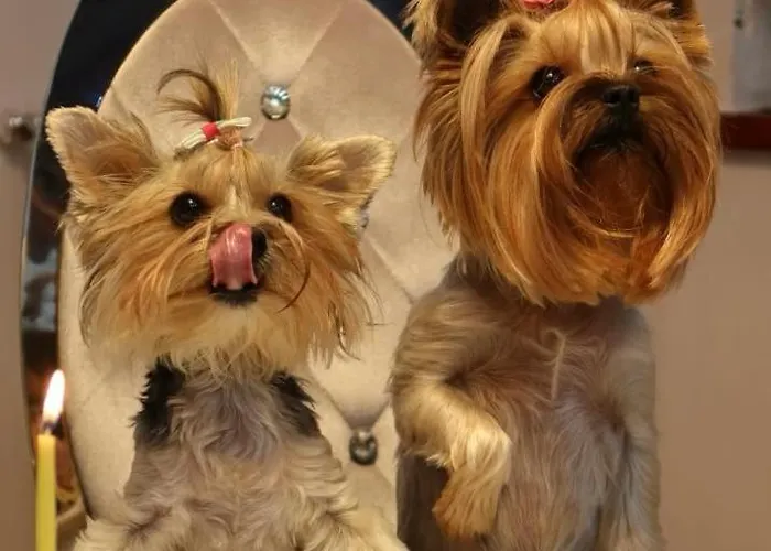 Appartement Diva Prywatny Z Tarasem *